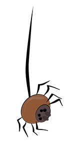 hanging spider image